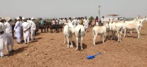 Breed competition focuses on threatened Saurashtra Halari donkeys, Kahmi goats
