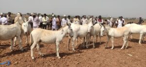 Milk of threatened Halari donkey breed to get human food product tag from FSSAI
