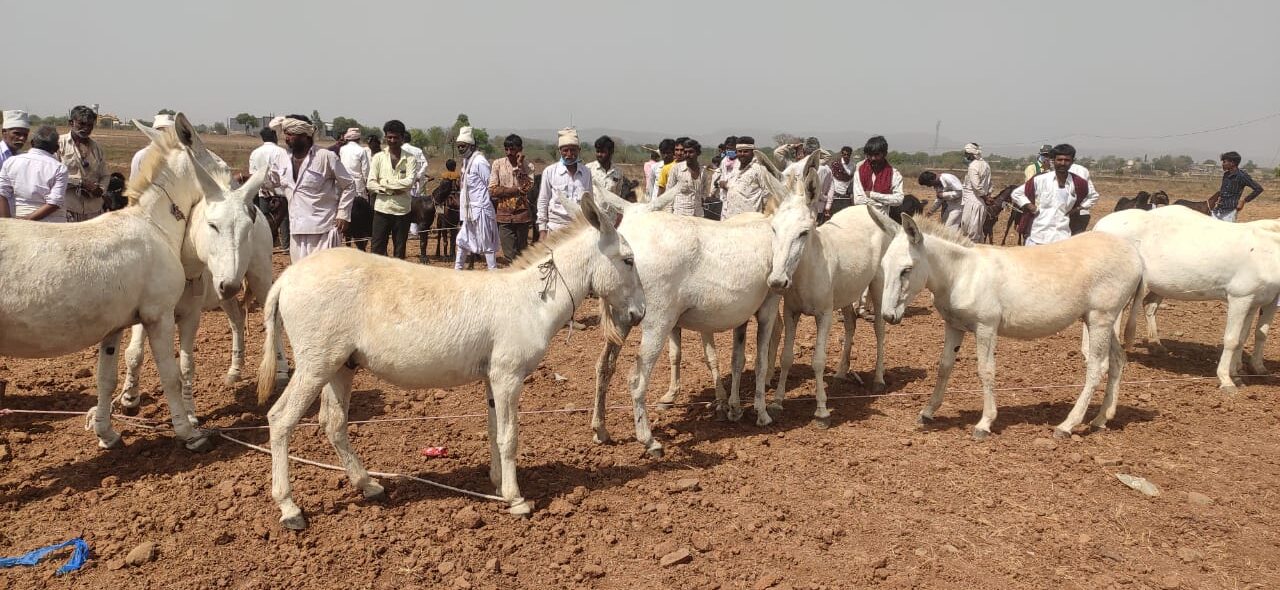 Halari donkeys 2