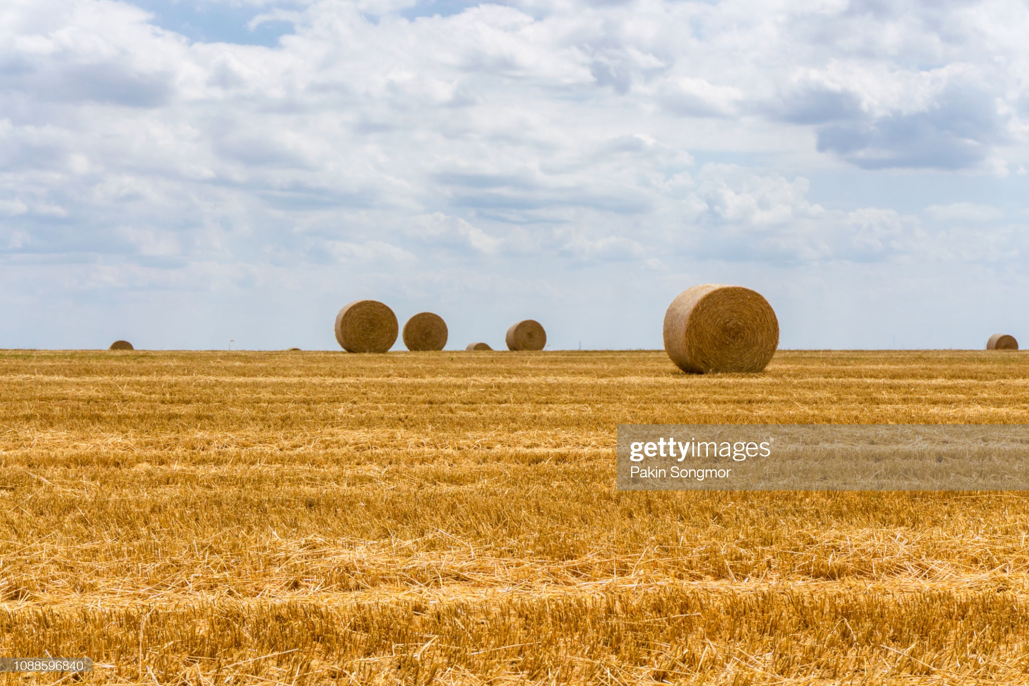 Paddy straw