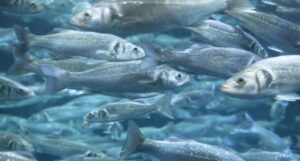 e-SANTA gifts electronic SOLUTION to aqua farmers for better price of their products